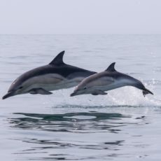 Dolphin mother and baby jumping out of the water in the wild