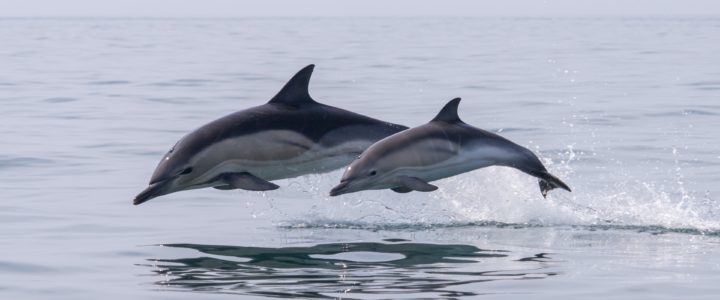 Dolphin mother and baby jumping out of the water in the wild