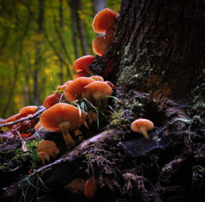 fungus called aspergillus tubingensis can decompose a plastic named polyurehtane