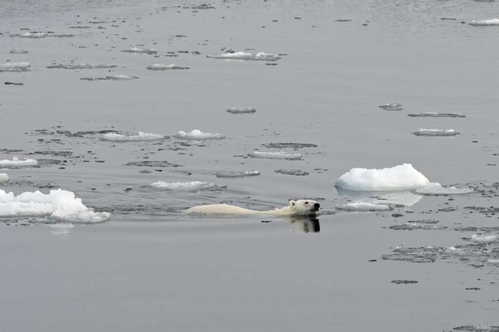 Polar Bear (Ursus maritimus) swimming amidst pack ice