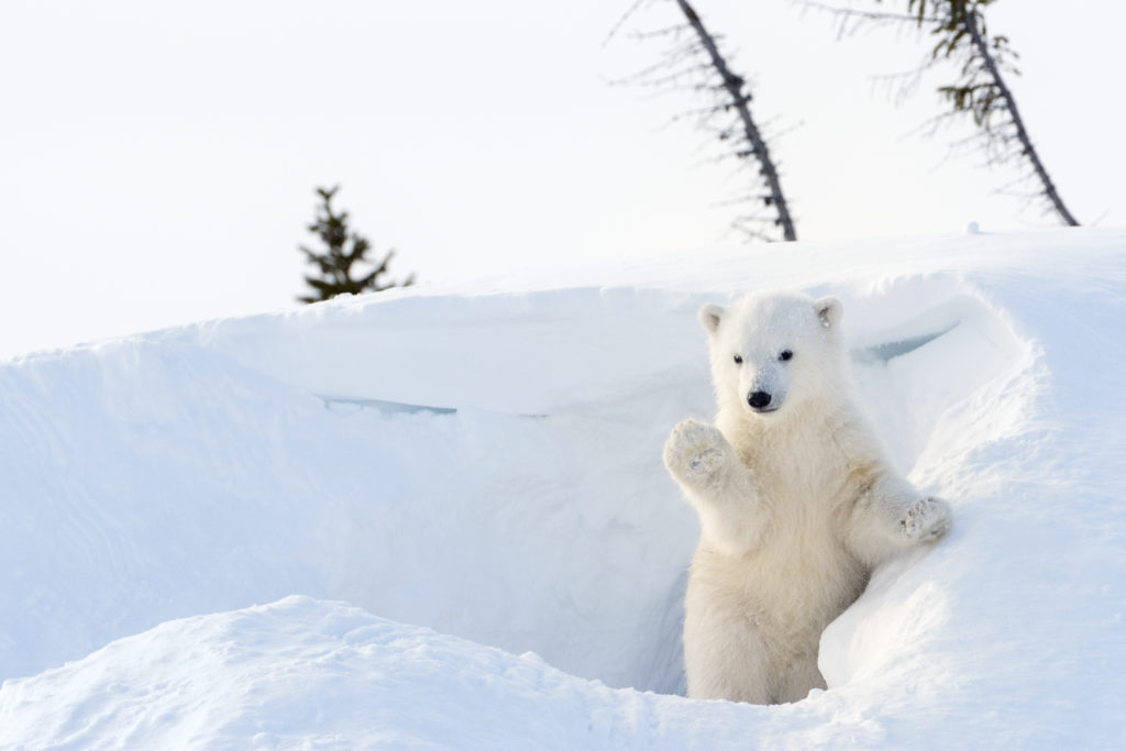 Polar bear in the snow, standing