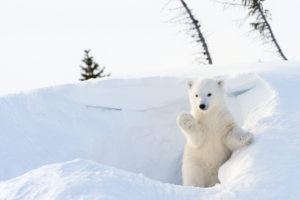 Polar Bear cub exiting den