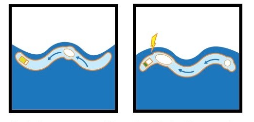 Renewable Energy: wave energy device