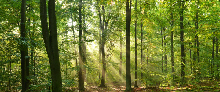 A Forest’s Role in Carbon Sequestration