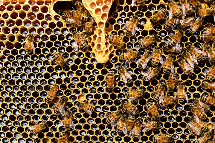 Bees on top of honeycomb with nectar visible inside cells