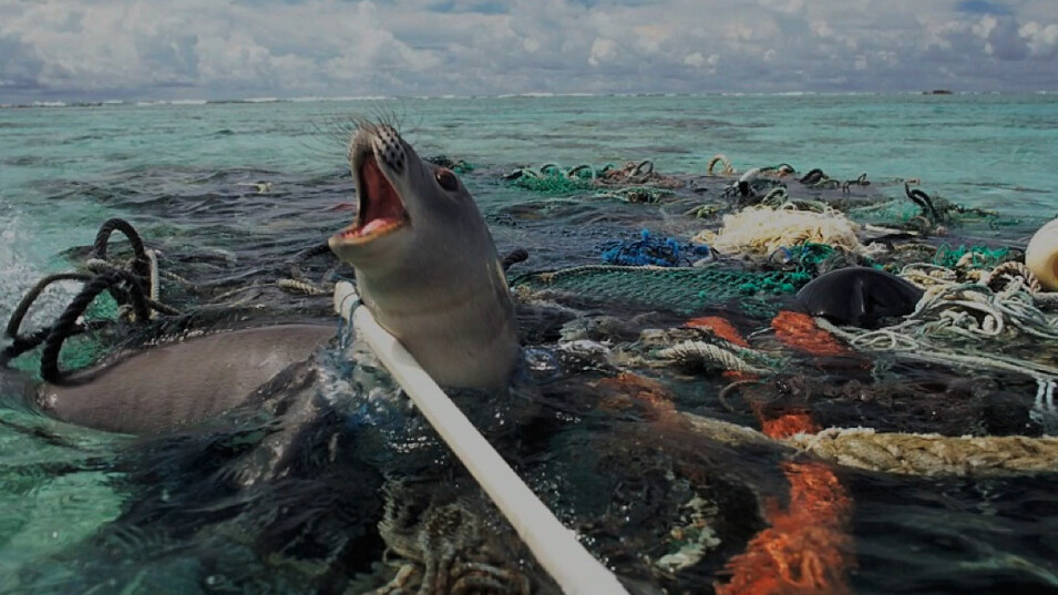 Seal crying out and trapped in discarded fishing nets in the ocean 