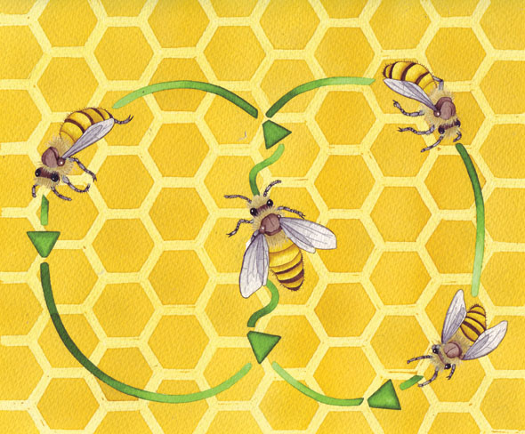 Honey bee waggle dance diagram