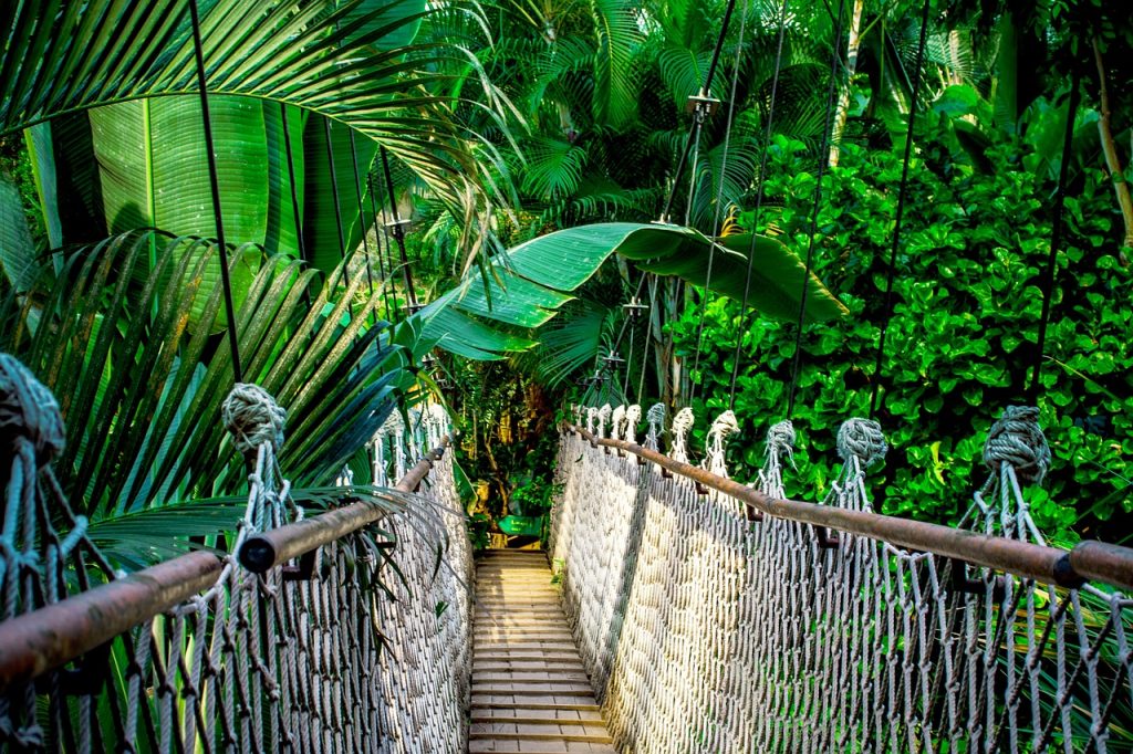 Suspension bridge in the Amazon jungle