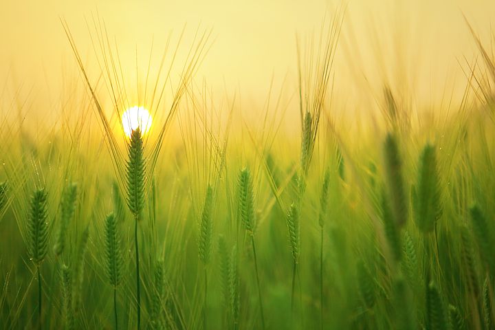 field of green barley with setting sun behind