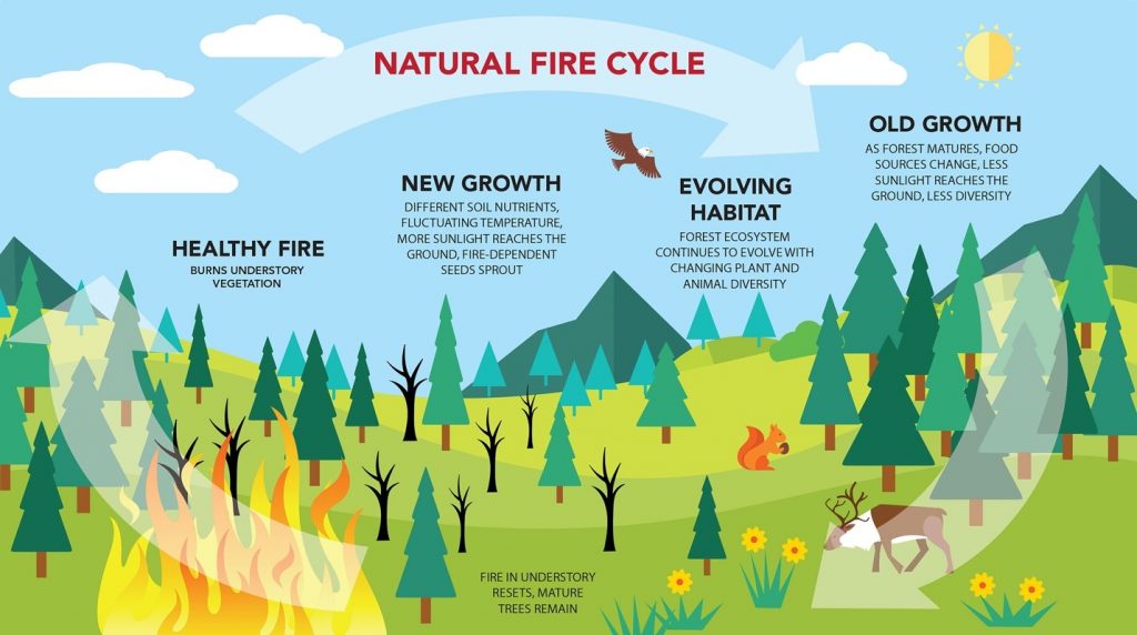 Infographic about the natural fire cycle