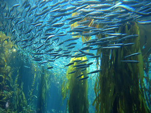 sardines swimming amongst kelp