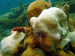 Fish swimming around coral