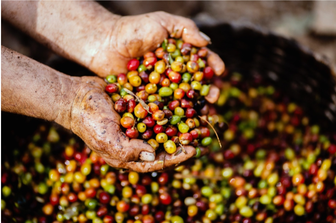 Different colored coffee beans in hands