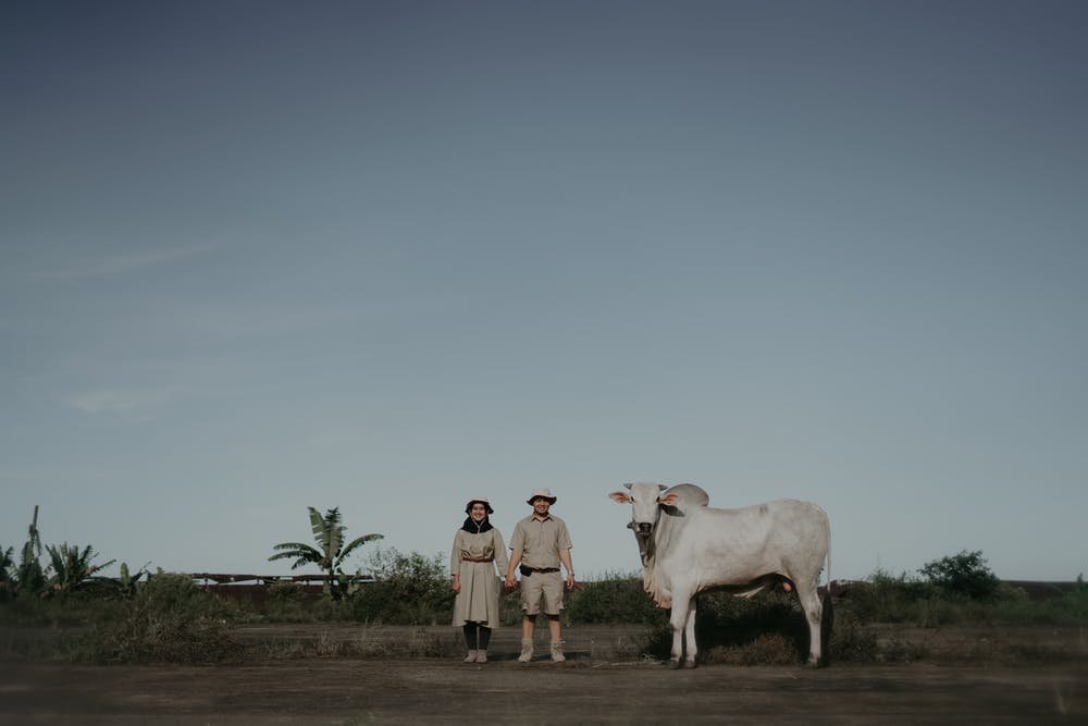Couple in Indonesia posing with one of their cows