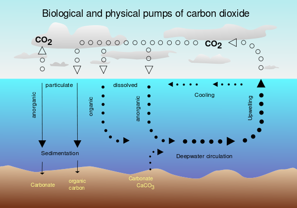 Carbon sequestration in the ocean