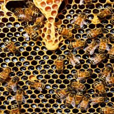 bees on honeycomb