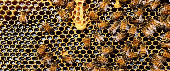 bees on honeycomb