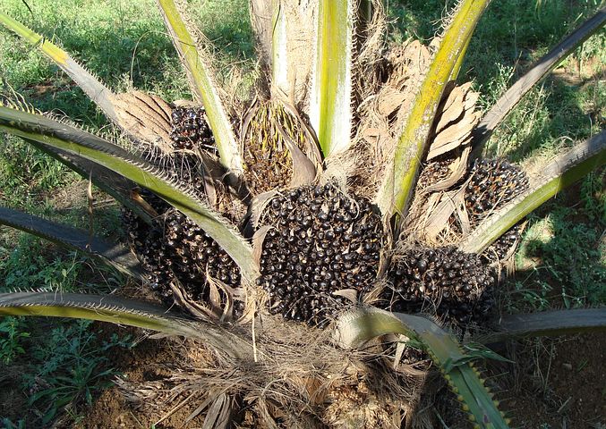 Oil palm tree with fruit