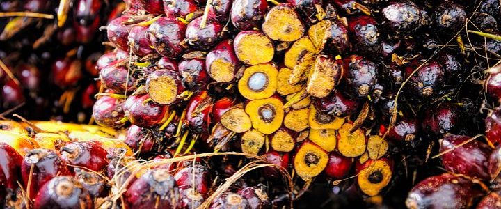 Palm oil fruit