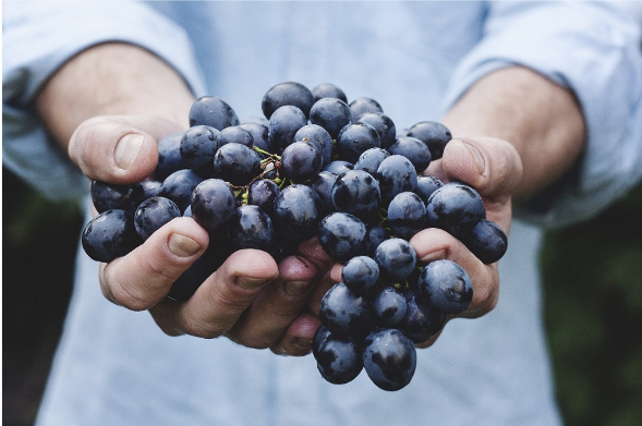 Purple grapes cupped in hands.