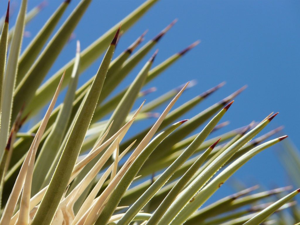 Close up of agave leaves.