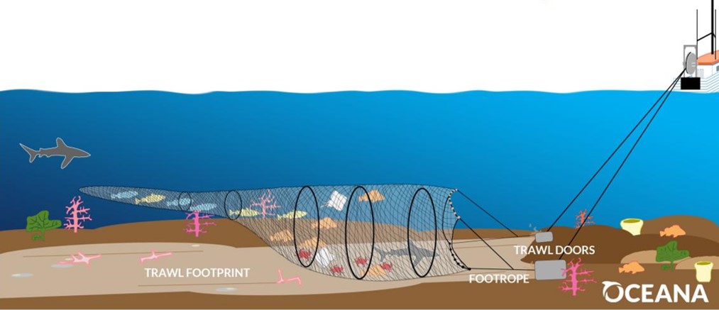 Illustration of bottom trawler set up, from Oceana