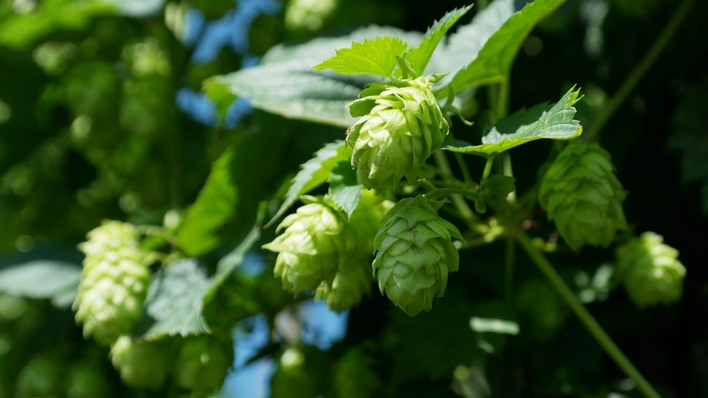 Close up of bright green hop buds.