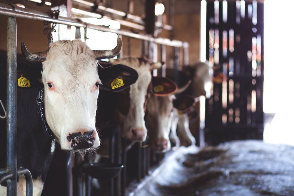 Cows on dairy farm