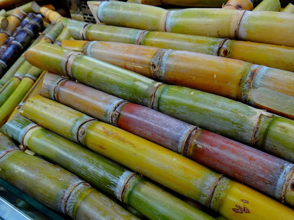 Sugar cane stalks cut and laid in a row.