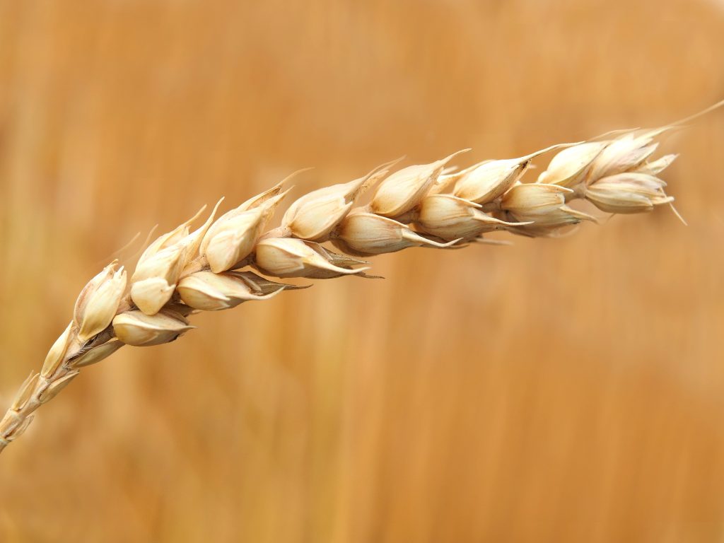 Close up of wheat stalk. 