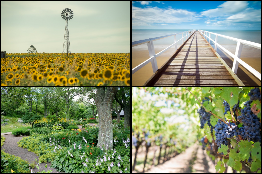 Collage of nature scenes: jetty at the beach; garden; vineyard and field of sunflowers