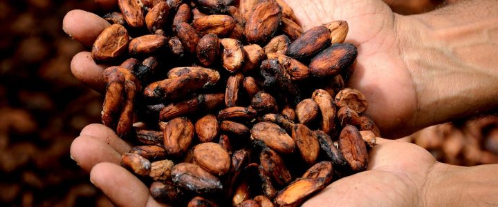 Hands full of cocoa beans