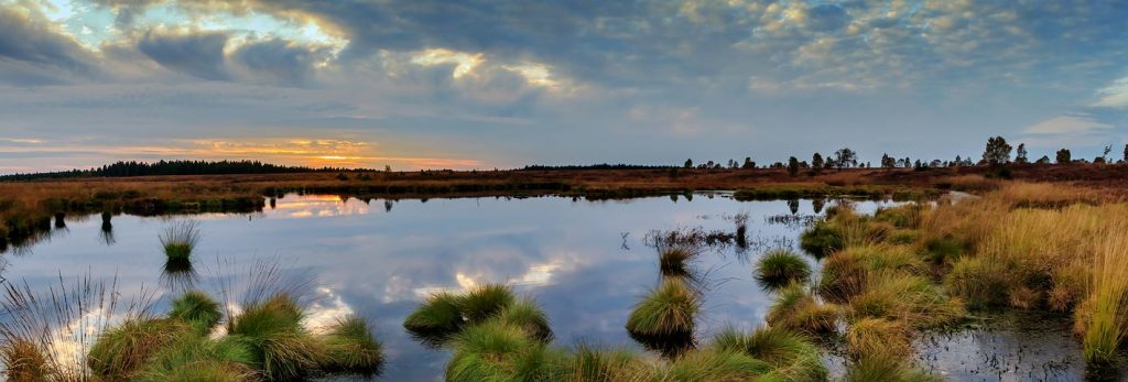 Wetland panorama view