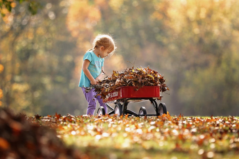 Child pulling red wagon filled with golden fall leaves