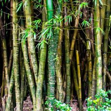 Bamboo forest