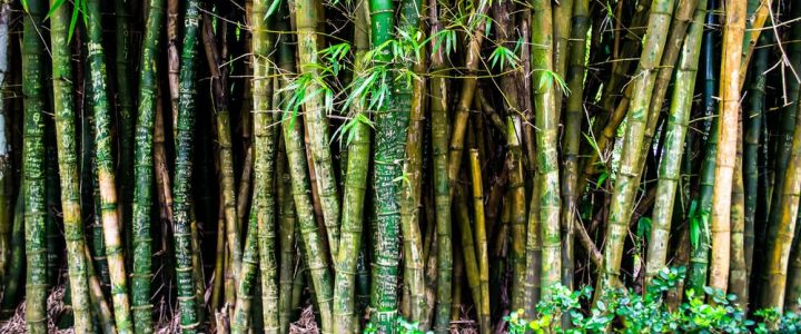 Bamboo forest