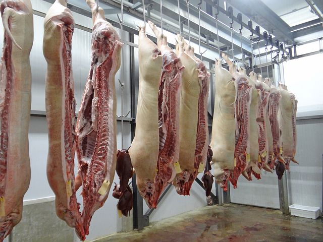 Pigs hanging on racks in meat processing plant