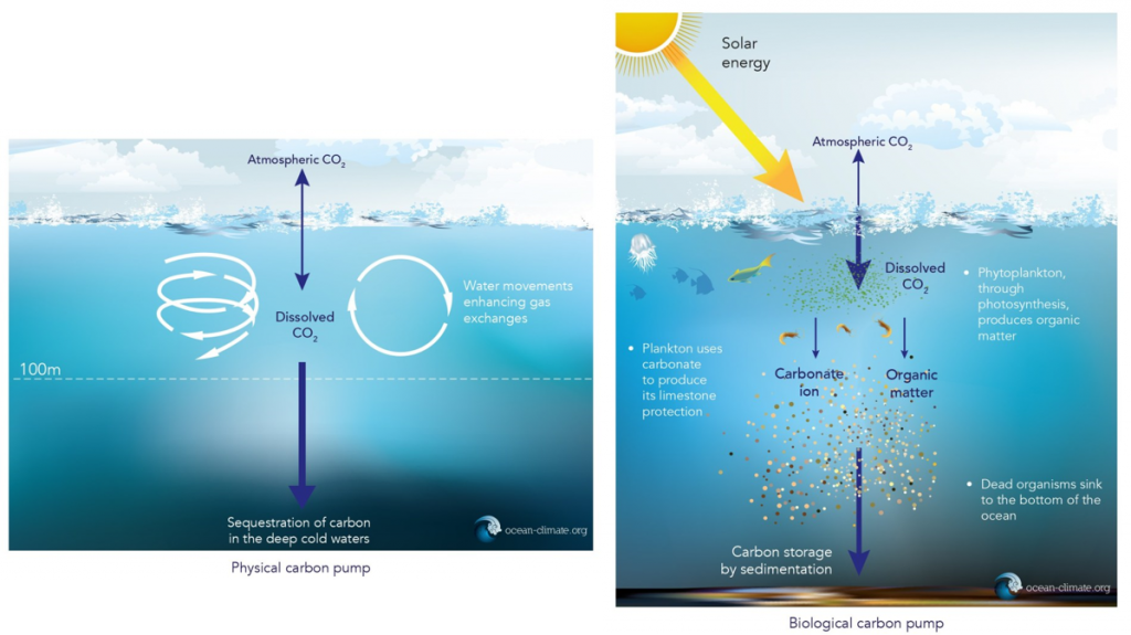 The physical and biological carbon pump in the ocean. Oceans are warming