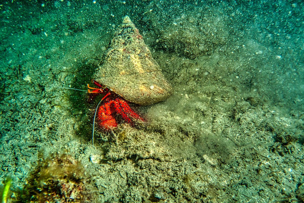 Hermit crab. Oceans are warming