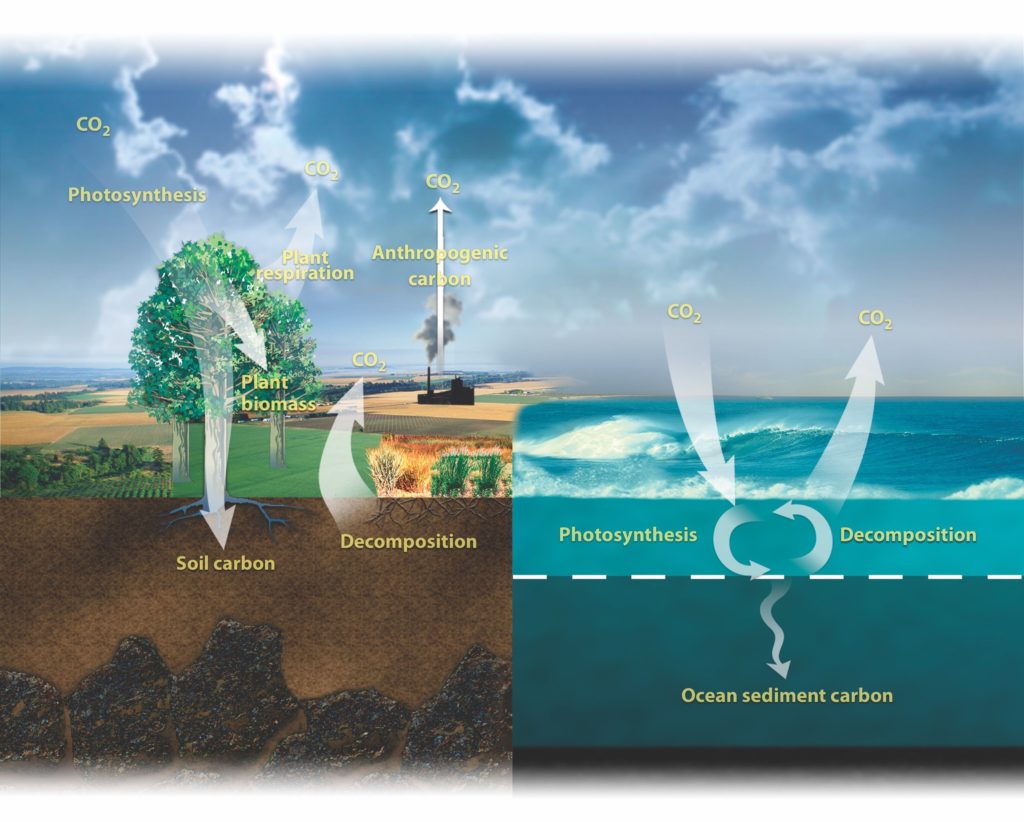 The Carbon Cycle Infographic