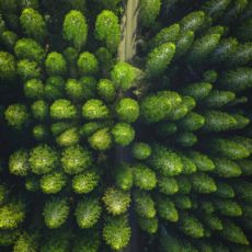 Thick forest of trees from above
