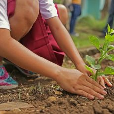 Planting trees for carbon offsetting