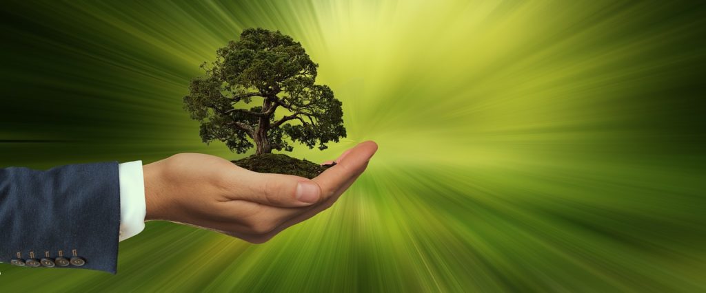 Man holding tree in his palm