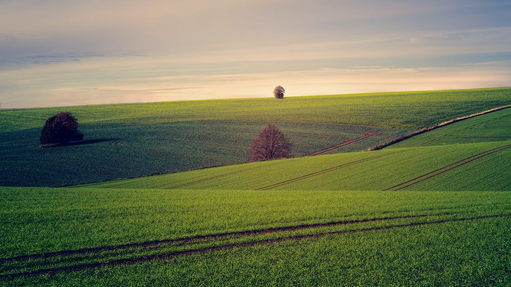 Vast cropland with no natural vegetation