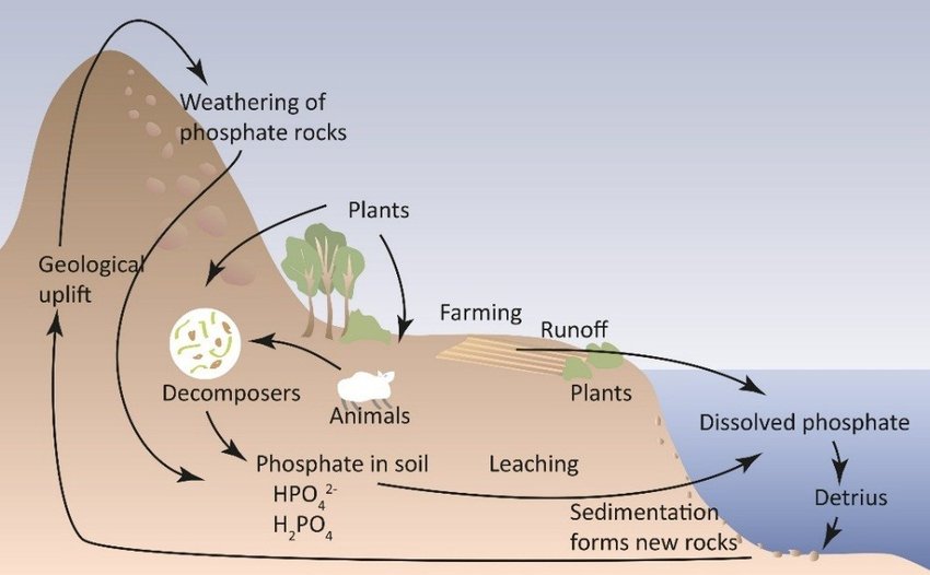 How Does The Phosphorus Cycle Work