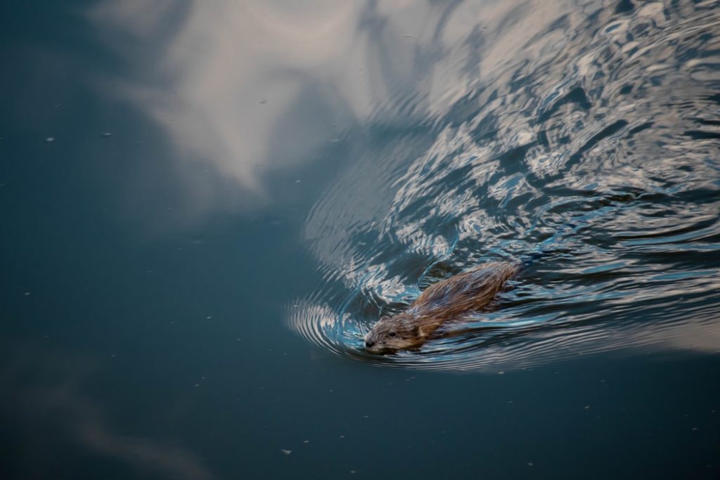 beaver swimming in water
