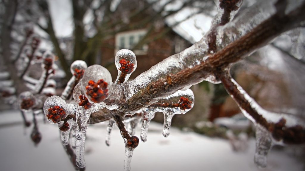 Frozen Branches