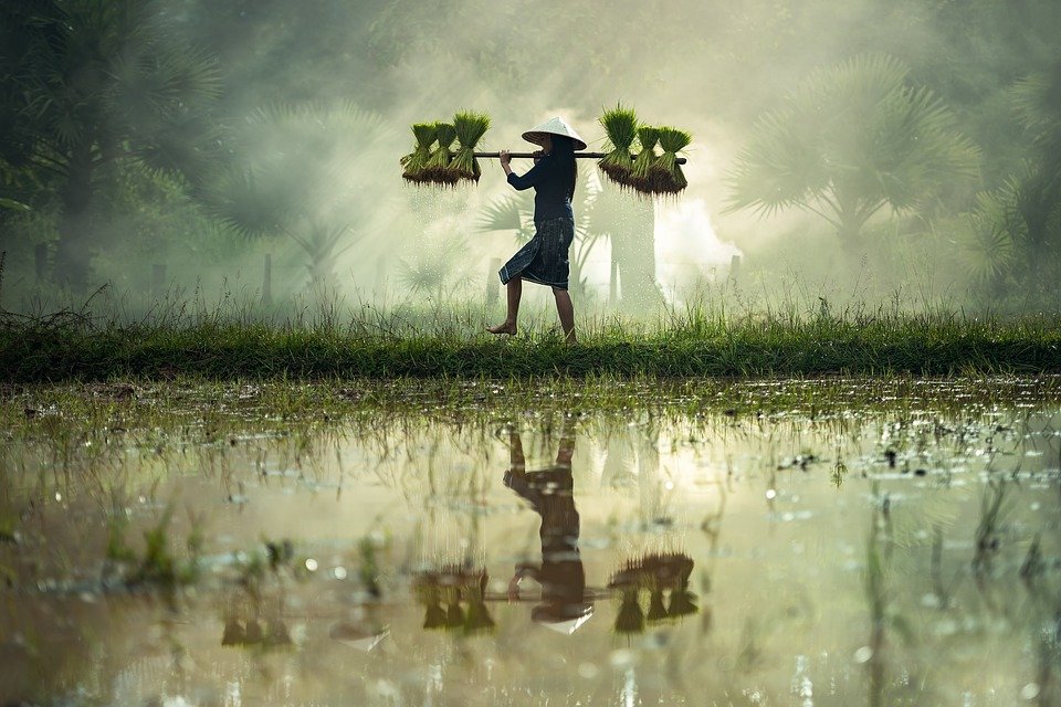 Woman harvesting rice at a wetland.