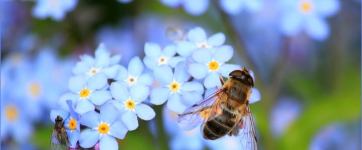 Build a Pollinator Garden? We Need Pollinators to Survive