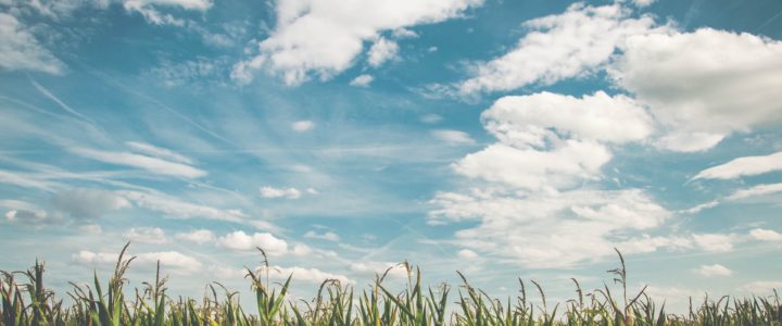 White fluffy clouds in a blue sky over long green grass